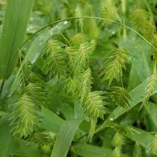 Image result for Chasmanthium latifolium