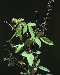Image result for Desmodium tortuosum