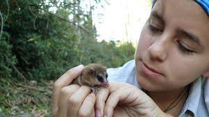 Maybe you would like to learn more about one of these? Monito Del Monte Uno De Los Marsupiales Mas Pequenos Del Mundo Esta En Oncol De Culto Radio