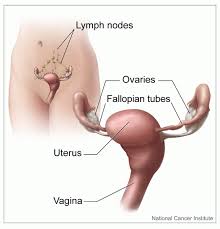 Image result for uterus