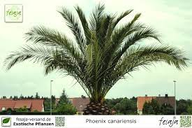 Phoenix canariensis is a species of flowering plant in the palm family arecaceae, native to the canary islands. Kanarische Dattelpalme Phoenix Canariensis Pflanze Fesaja Versand