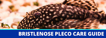 We have a grayish substance that not only does it float in the water but will accumilate on the bottom of the tank forming large clumps. Bristlenose Pleco Fish Care Guide Fact Sheet Breeding Behavior