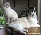 Considerations Before Buying A Ragdoll