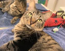 Meanwhile, our friends at oregon humane society took in the pups. Rocky Hill Pets Up For Adoption Meet Bubba Lincoln Sophia More Rocky Hill Ct Patch