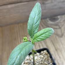 Image result for Dorstenia psilurus