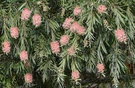 Image result for Callistemon