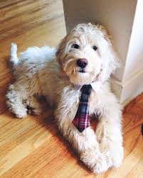 We did not find results for: Coat Colors And Types Pacific Rim Labradoodles