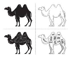 Copic markers, the scanner made it go orange instead of brown :s. 129 Camel Meat Cliparts Stock Vector And Royalty Free Camel Meat Illustrations