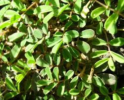 Image result for Tephrosia pumila