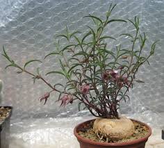 Image result for Brachystelma