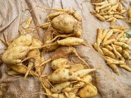 Image result for Coccinia adoensis