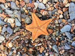 Join facebook to connect with tapak sulaiman and others you may know. Tapak Sulaiman Gambar Unduh Gratis Imej 500930913 Format Jpg My Lovepik Com