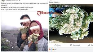 Hampir setiap tahun insiden serupa ditemukan dan menjadi perbincangan di media sosial. Nasib Dua Cewek Pemetik Bunga Edelweiss Yang Dipamerkan Di Media Sosial Medsos Surya