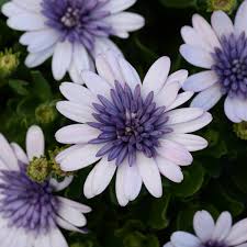 Image result for Osteospermum ecklonis
