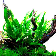10 plantes d'aquarium sans substrat. Microsorum Pteropus Plante En Pot Pour Aquarium