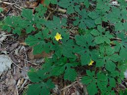 Image result for Momordica parvifolia