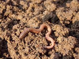 Those interested in earthworm identification are encouraged to use a recognised key to determine the specific identity of their specimen. Can You Hear The Earthworms Snacking Humintech