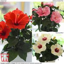 An exception are a few rare wild species, some of which contain ingredients such as apple, lemon, hibiscus, ascorbic acid and oils and mucus. Hibiscus Trio Thompson Morgan