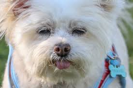 PineKnoll Dog Park Sun City