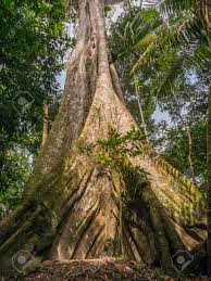 Image result for Ceiba