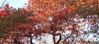 Image result for Lannea katangensis