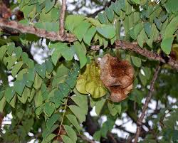 Image result for Pterocarpus