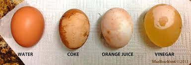 Dissolving Expanding And Bouncing Egg Science Experiment