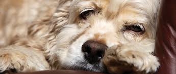 Although bun and creatinine levels the prognosis for kidney disease is quite variable depending on response to the initial stage of treatment. Early Diagnosis Of Chronic Kidney Disease In Dogs Cats