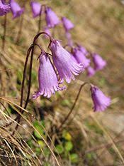 Listă De Plante Din Munții Romaniei Wikipedia