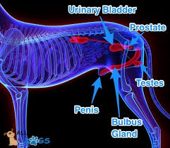 The dog will typically jump and run around, pant, and even whine. A Visual Guide To Dog Anatomy Muscle Organ Skeletal Drawings All Things Dogs All Things Dogs