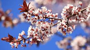 Tous sélectionnés parmi les plus grands classiques de la poésie de langue française, voici 12 poèmes sur le thème du printemps. Pourquoi Le Printemps Commence Le 20 Et Non Le 21 Mars Cette Annee The Weather Channel Articles From The Weather Channel Weather Com