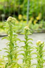 Image result for Helichrysum foetidum