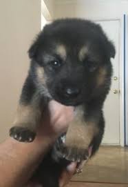 Litter Of 5 German Shepherd Dog Puppies For Sale In Columbia Station Oh Adn 22965 On Puppyfinder Com Gender Male Age Puppies For Sale Shepherd Dog Puppies