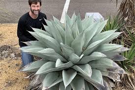 Image result for Agave
