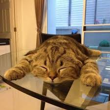 Her Yerde Her Turlu Sartta Uyuyabilen 15 Sevimli Kedi Sevimli Kediler Kediler Ve Yavrulari Kedi
