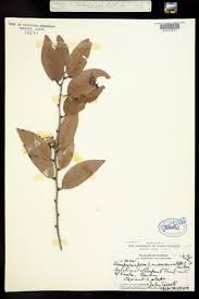 Image result for Diospyros ferrea