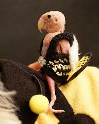 The hairless one came out first, his sibling next day. Pin On Parrots