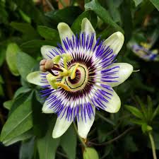 Blue Passion Flower Passiflora Caerulea Resim