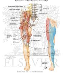 Lateral femoral cutaneous nerve entrapment. Femoral Nerve And Lateral Femoral Cutaneous Nerves