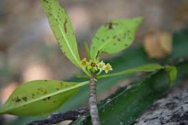 Image result for Rhizophora