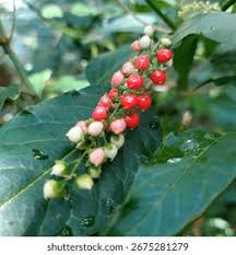 Image result for Petiveriaceae