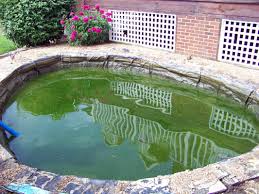Filtering out ammonia and other compounds work to help prevent toxic chemicals from building up. Why Did My Pond Water Turn Green Lexington Kentucky Central Ky H2o Designs Inc Lexington Ky