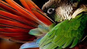 Brown Bird With Red Cheeks Green Cheek Consure Parrot Animales Y Mascotas Loros Aves