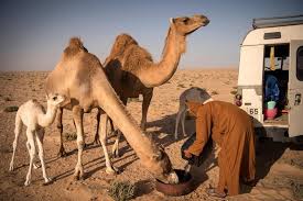 In the way that nature has helped camels evolve to cope with desert conditions. Camel Herding In Western Sahara A Passion With Pedigree Arab News Japan