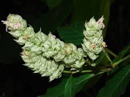 Image result for Justicia betonica