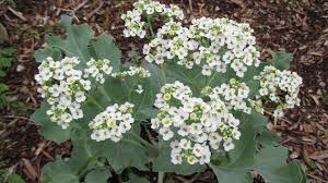 Image result for Crambe