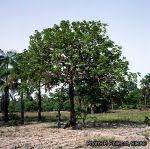 Image result for Vitex doniana