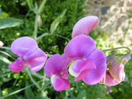 Pois De Senteurs Sauvages Sweet Pea Plants Nature