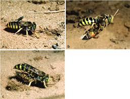 Image result for Limeum argute-carinatum