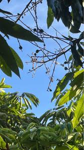 Are there any plant sales going